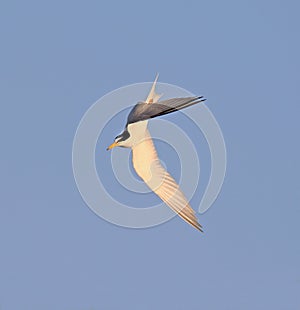 Little Tern