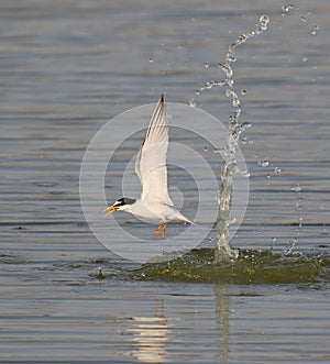 Little Tern