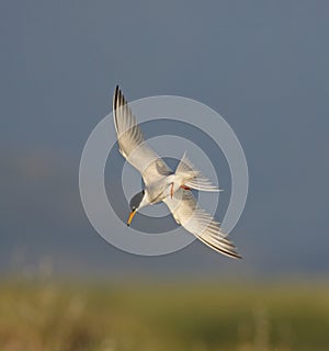 Little Tern