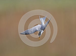 Little Tern