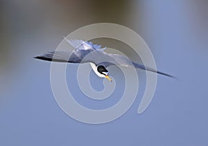 Little Tern