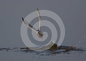 Little Tern