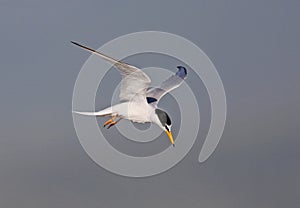 Little Tern