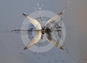 Little Tern