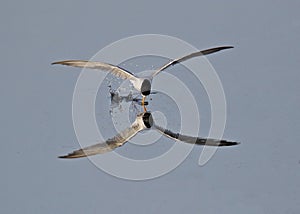 Little Tern