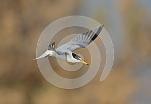 Little Tern