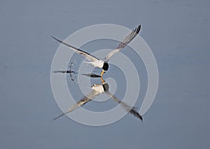 Little Tern