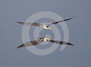 Little Tern