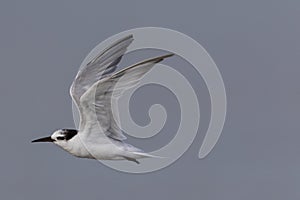 Little Tern in Australasia photo