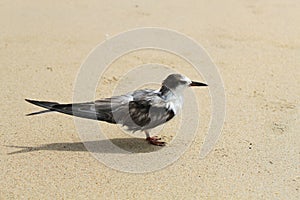 Little Tern On The Beach