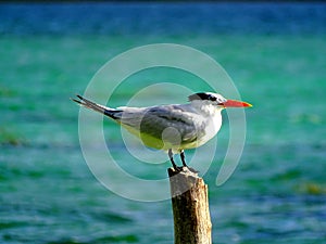 Little Tern bird of the family Laridae