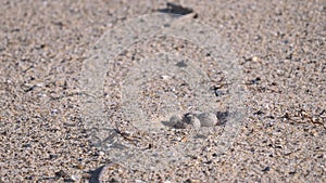 little tern chick and eggs on a beach