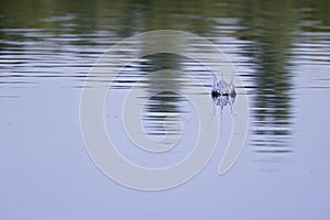 Little tern diving full speed in a lake in Germany