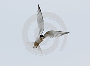 Little Tern, Dwergstern, Sternula albifrons