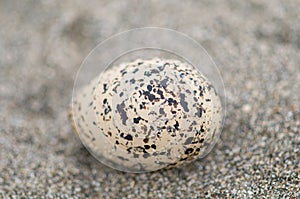 Little tern egg on the sand