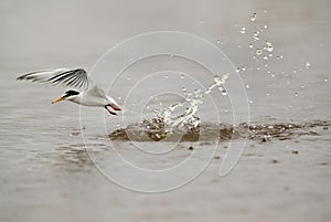 Little Tern emerging out from water after a dive at Asker marsh, Bahrain