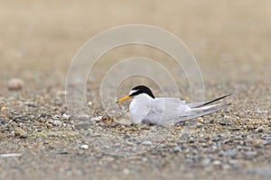 Little Tern family