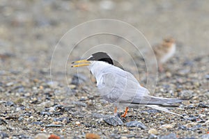 Little Tern family