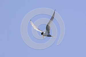 Little tern finding its bate in the sky.