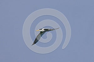 Little tern finding its bate in the sky.