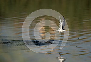 Little Tern with a fish catch