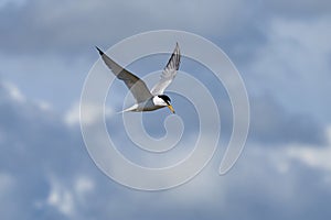 The little tern flew freely in the blue sky
