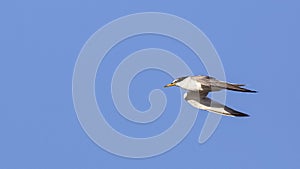Little Tern in Flight