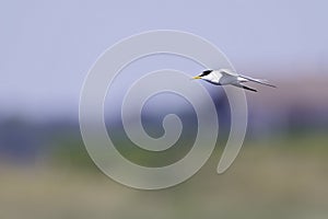 Little tern in flight full speed hunting for small fish above a lake .