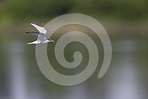 Little tern in flight full speed hunting for small fish above a lake .