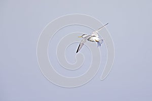 Little tern in flight full speed shaking of the water above a lake in Germany