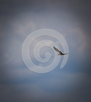 little tern in flight, high over the river