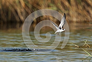 Little Tern flying after a dive