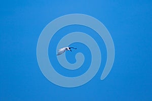 Little tern is flying,  Little tern is a small seabird