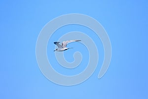 Little tern is flying,  Little tern is a small seabird