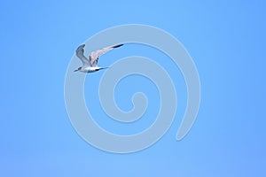 Little tern is flying,  Little tern is a small seabird
