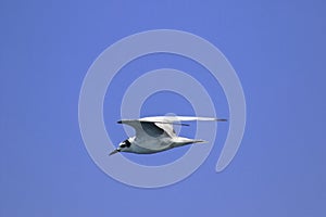 Little tern is flying,  Little tern is a small seabird