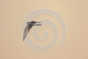 Little tern is flying, Little tern is a small seabird.