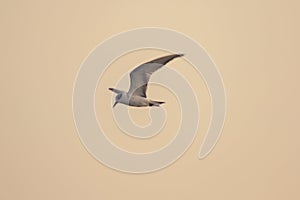 Little tern is flying, Little tern is a small seabird.