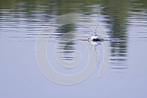 Little tern flying up from a dive in a lake in Germany