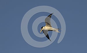 Little Tern, Greece