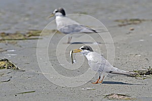 Little Tern, Greece