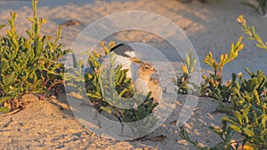 a little tern and its chick sitting together at sunset