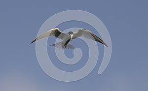 Little Tern, Lesvos, Greece