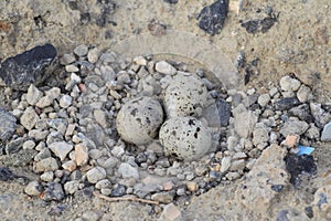 Little Tern nesting