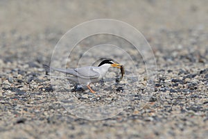 Little Tern nesting