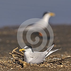 Little Tern