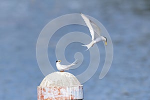 little tern perching on a iron pole in the river
