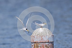 little tern perching on a iron pole in the river