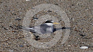 little tern sits on a nest beside an empty egg shell