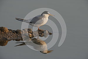 Little tern, Sterna albifrons